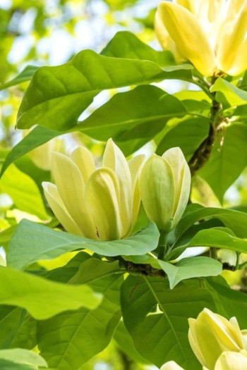 Магнолія гібридна Єллоу Лантерн | Magnolia hybrida Yellow Lantern | Магнолия гибридная Еллоу Лантерн